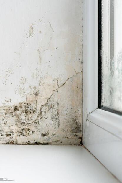 infestation de moissisures et de champignon sur un mur de maison